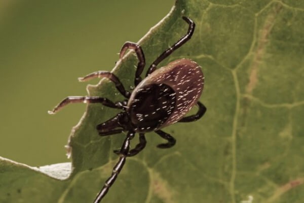 Zika, Ebola & Co.: Neue Gefahren durch vektorübertragene Infektionskrankheiten?